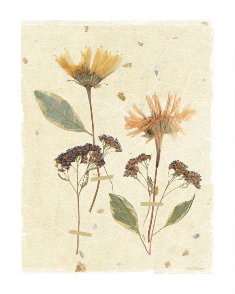 Pressed Daisies art print by Carol Robinson for $57.95 CAD