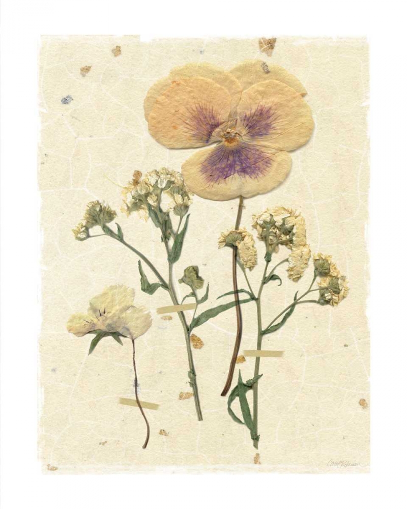 Pressed Pansy art print by Carol Robinson for $57.95 CAD