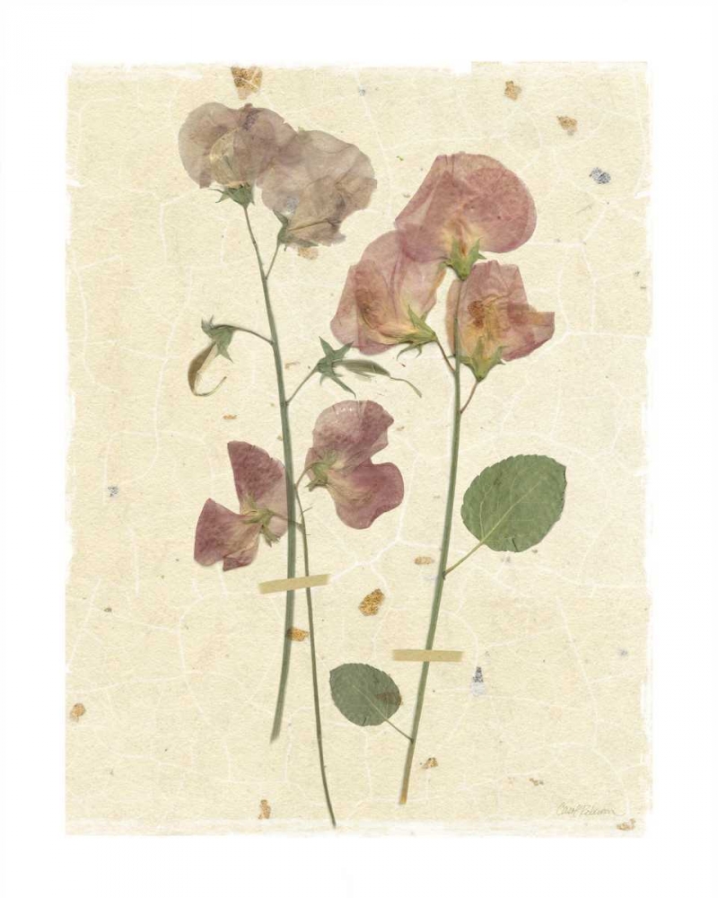 Pressed Sweetpea art print by Carol Robinson for $57.95 CAD