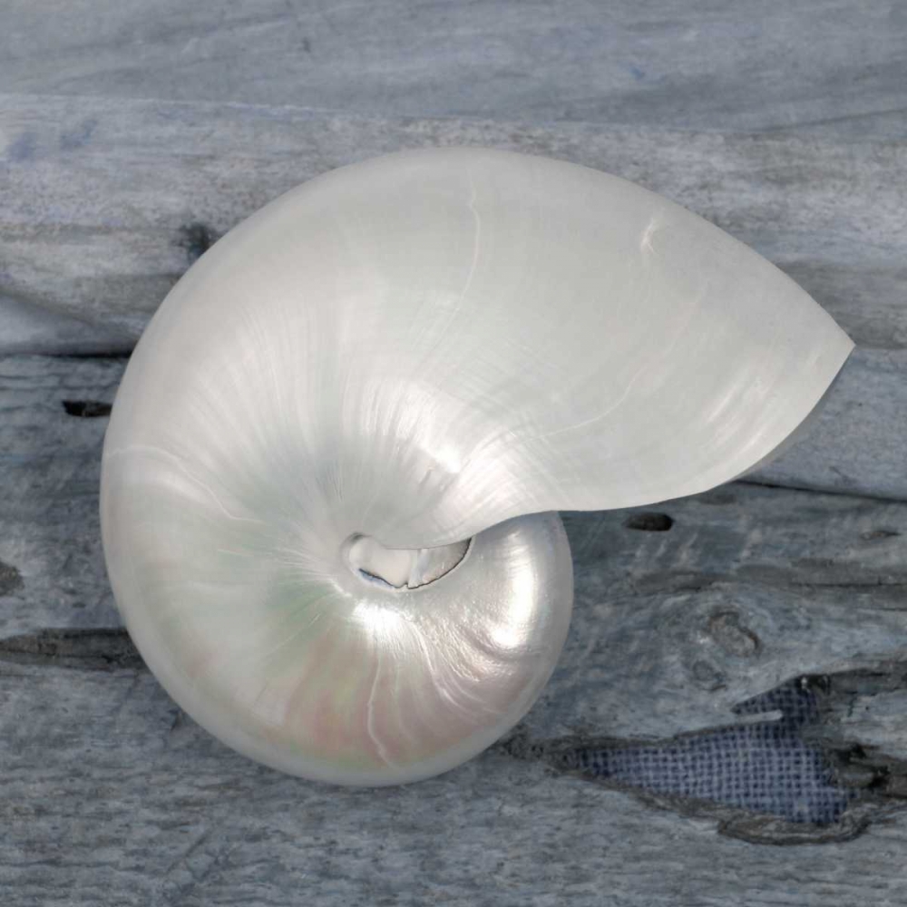 Driftwood Shell I art print by Danita Delimont for $57.95 CAD