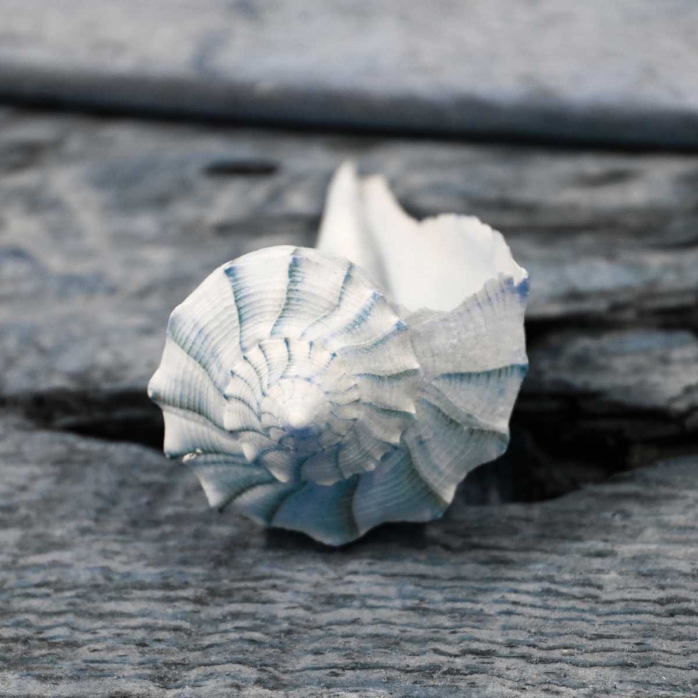 Driftwood Shell II art print by Danita Delimont for $57.95 CAD