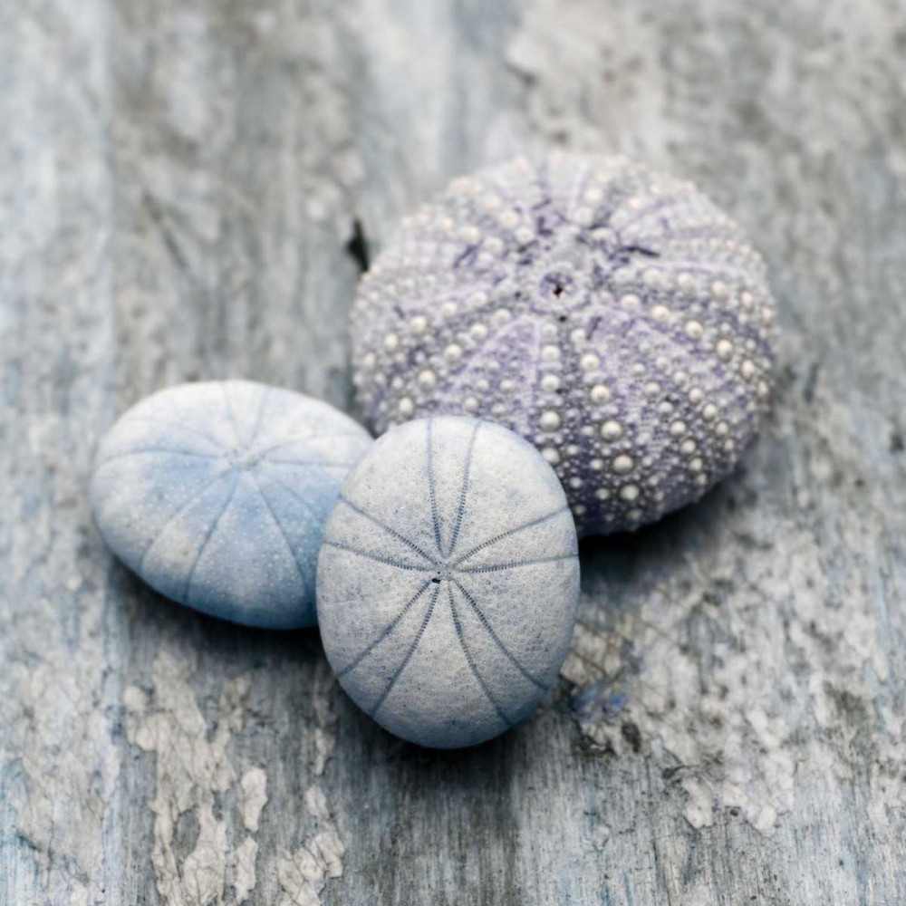 Driftwood Shell III art print by Danita Delimont for $57.95 CAD