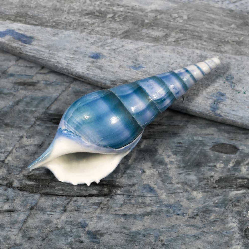 Driftwood Shell V art print by Danita Delimont for $57.95 CAD