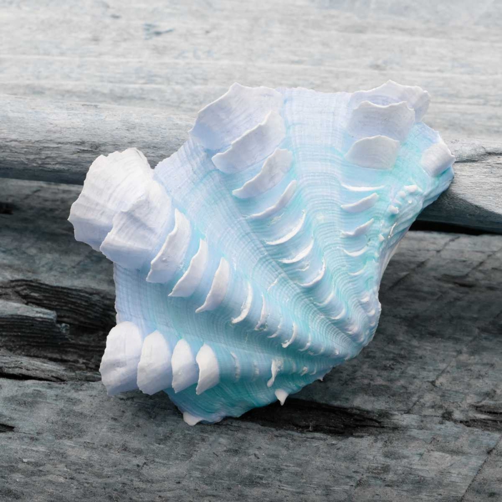 Driftwood Shell VI art print by Danita Delimont for $57.95 CAD