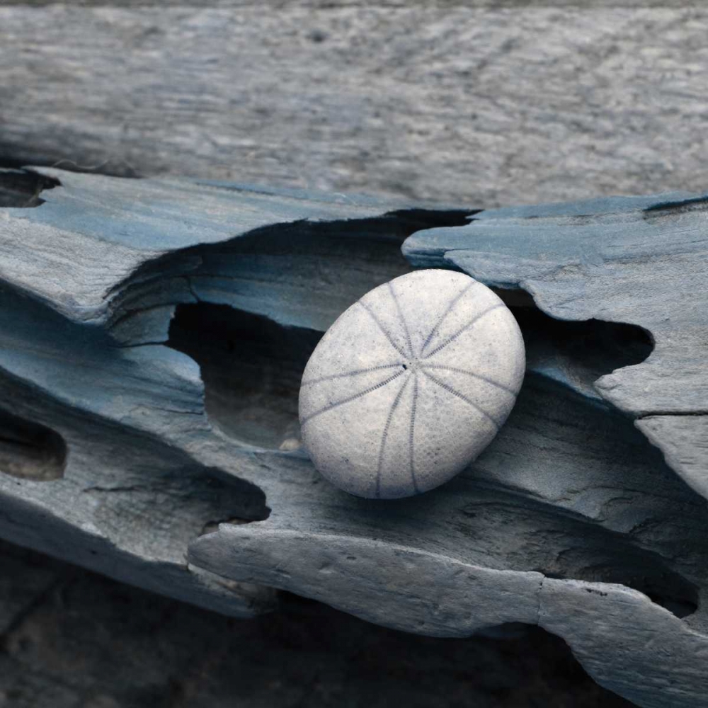 Driftwood Shell VIII art print by Danita Delimont for $57.95 CAD