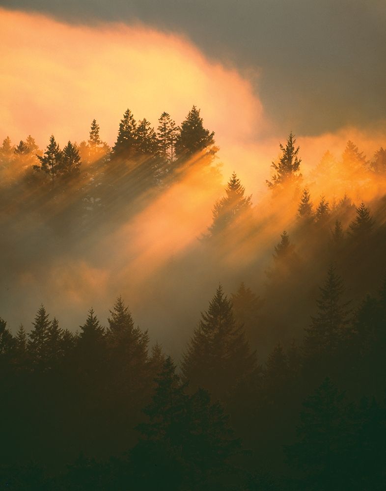 Morning Amber art print by Danita Delimont for $57.95 CAD