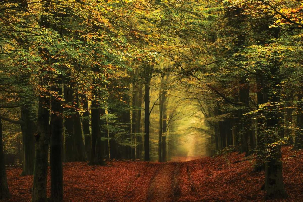 A Forest Path art print by Lars Van de Goor for $57.95 CAD