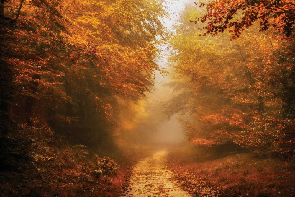 Autumnal Walk art print by Lars Van de Goor for $57.95 CAD