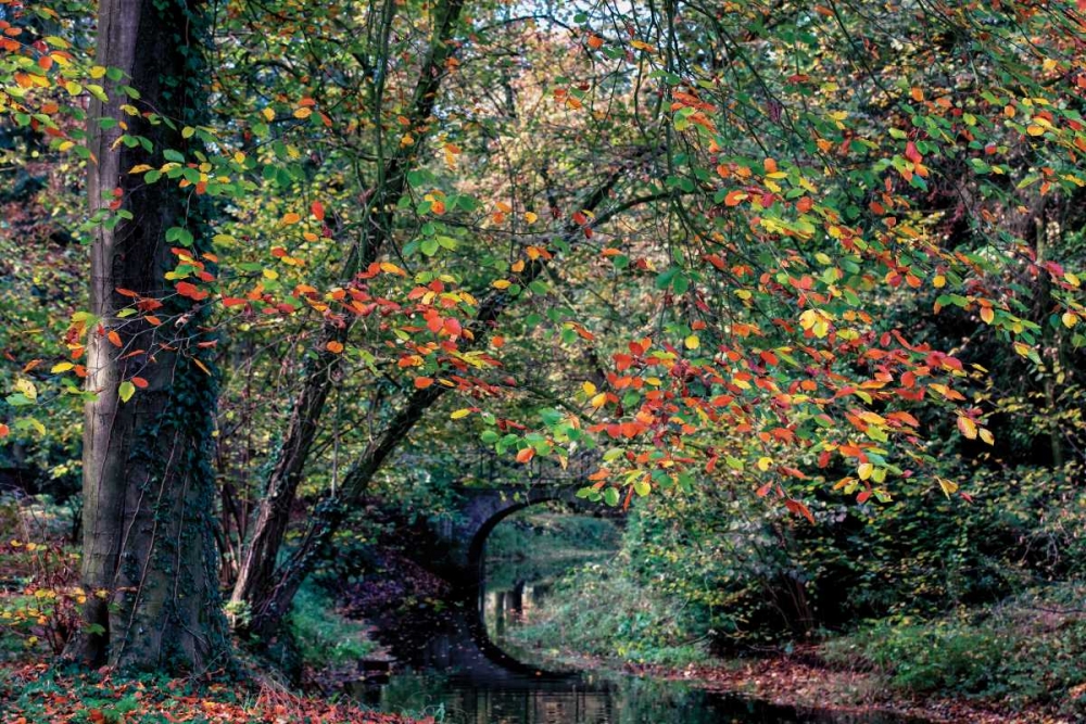 Beech and Bridge art print by Lars Van de Goor for $57.95 CAD