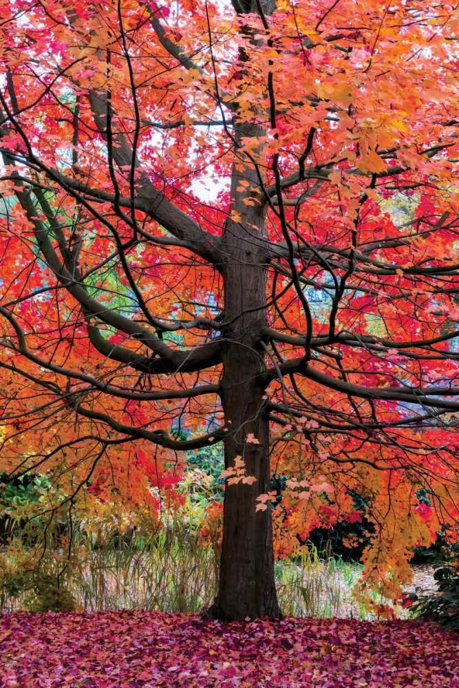 Marvelous Maple art print by Lars Van de Goor for $57.95 CAD