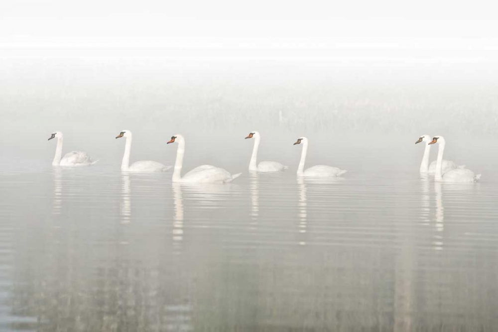 Seven Swans art print by Lars Van de Goor for $57.95 CAD
