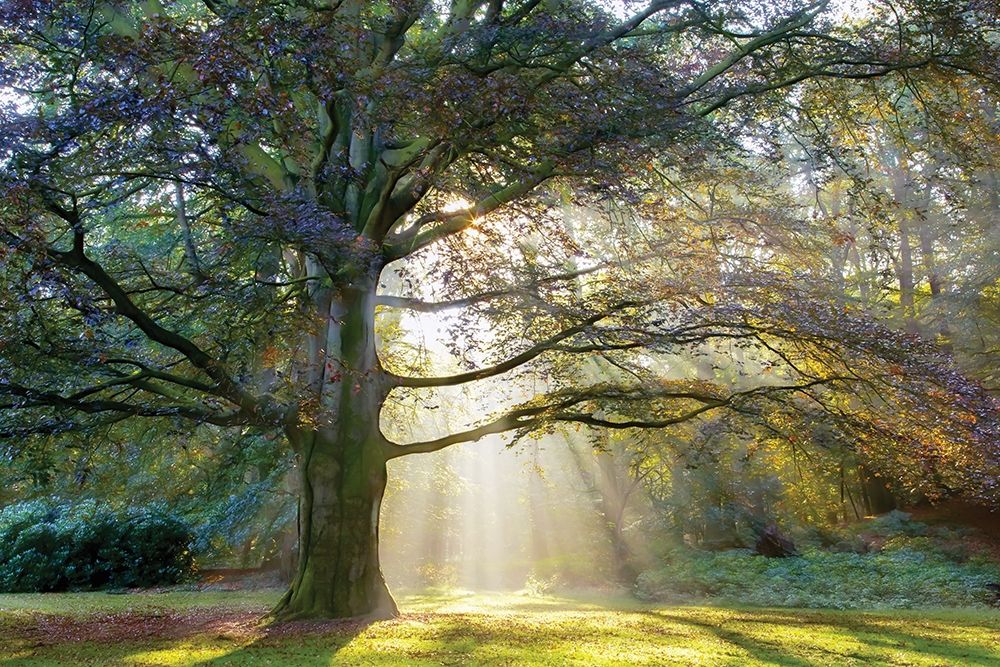 The Natural art print by Lars Van de Goor for $57.95 CAD