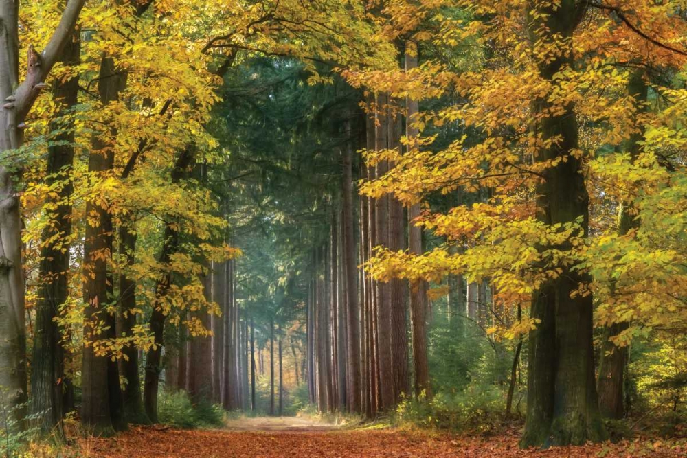 Yellow Gate art print by Lars Van de Goor for $57.95 CAD