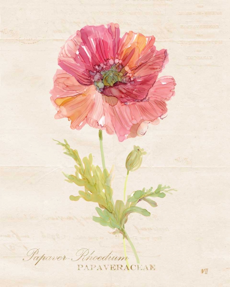 Botanical Poppy art print by Carol Robinson for $57.95 CAD