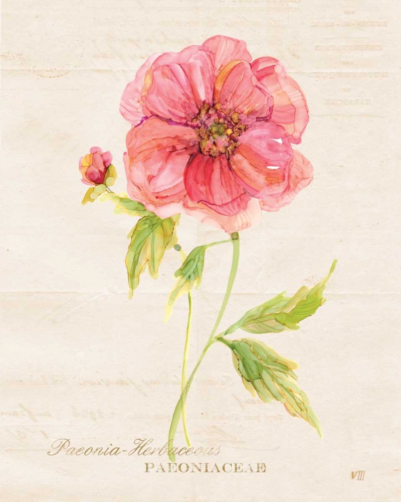 Botanical Peony art print by Carol Robinson for $57.95 CAD