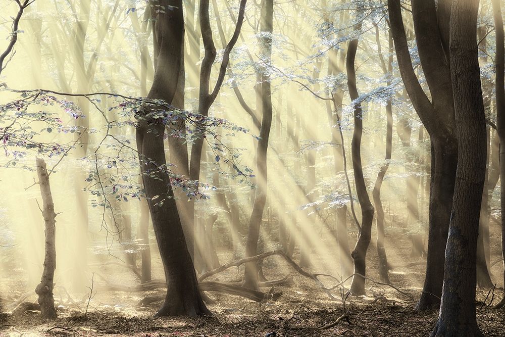 Forest art print by Lars Van de Goor for $57.95 CAD