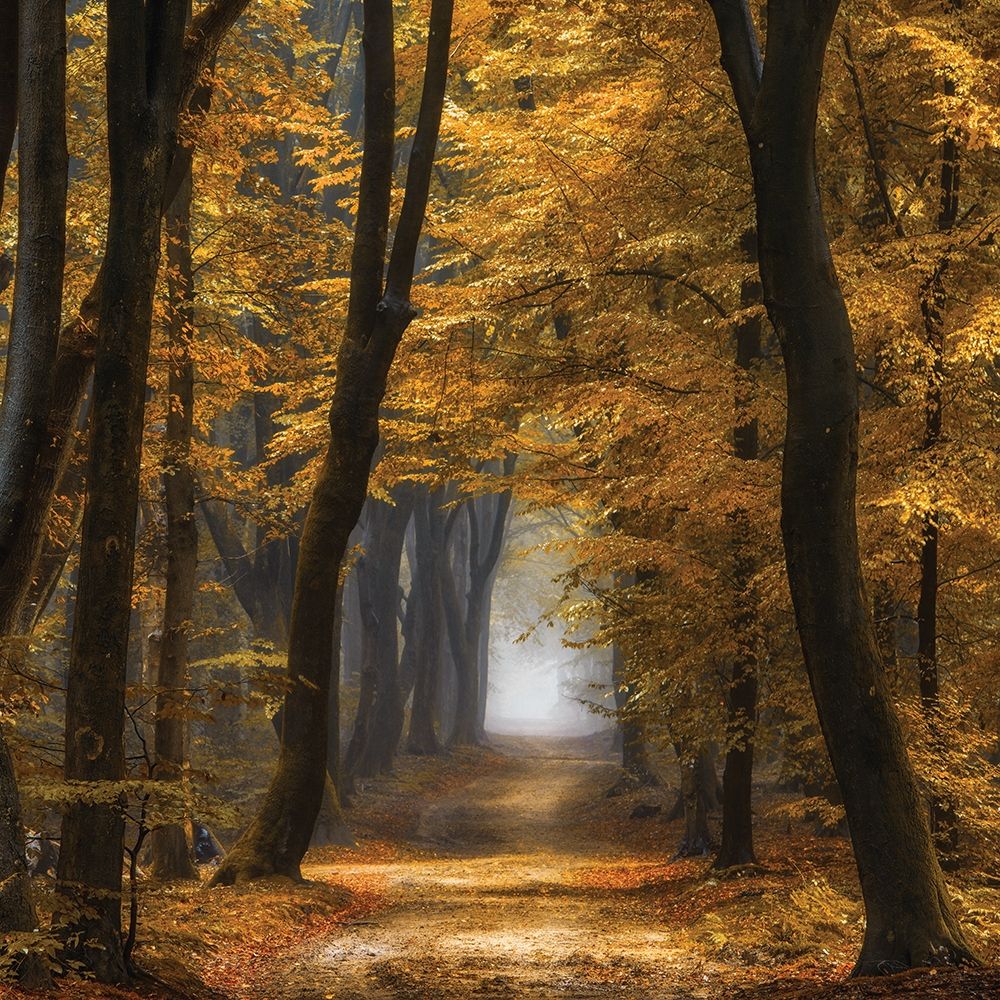 Speuldimensions art print by Lars Van de Goor for $57.95 CAD