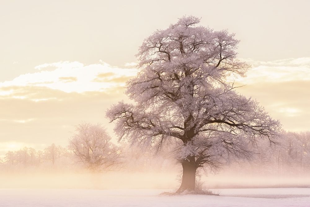 Winter Glow art print by Lars Van de Goor for $57.95 CAD