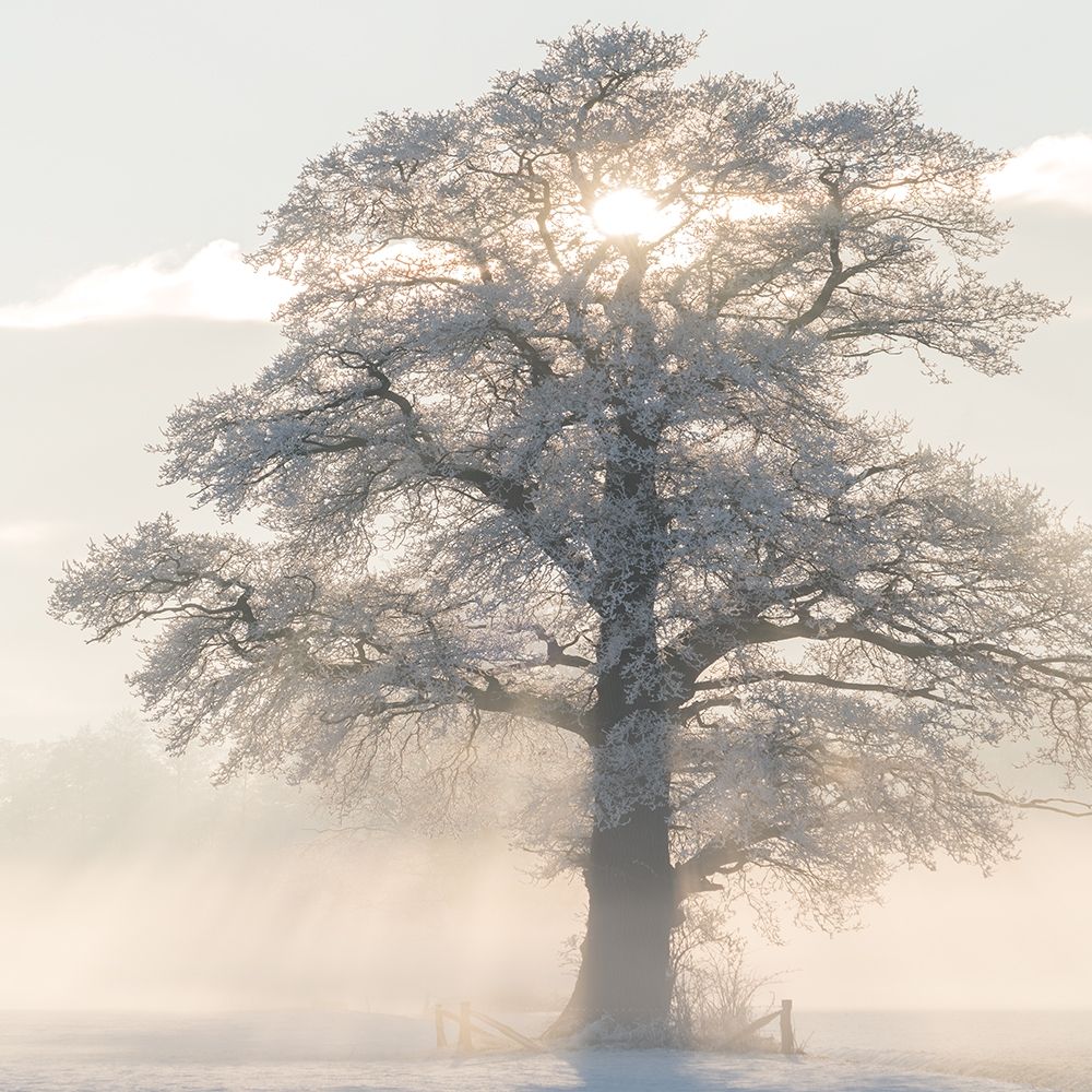 Winter King art print by Lars Van de Goor for $57.95 CAD