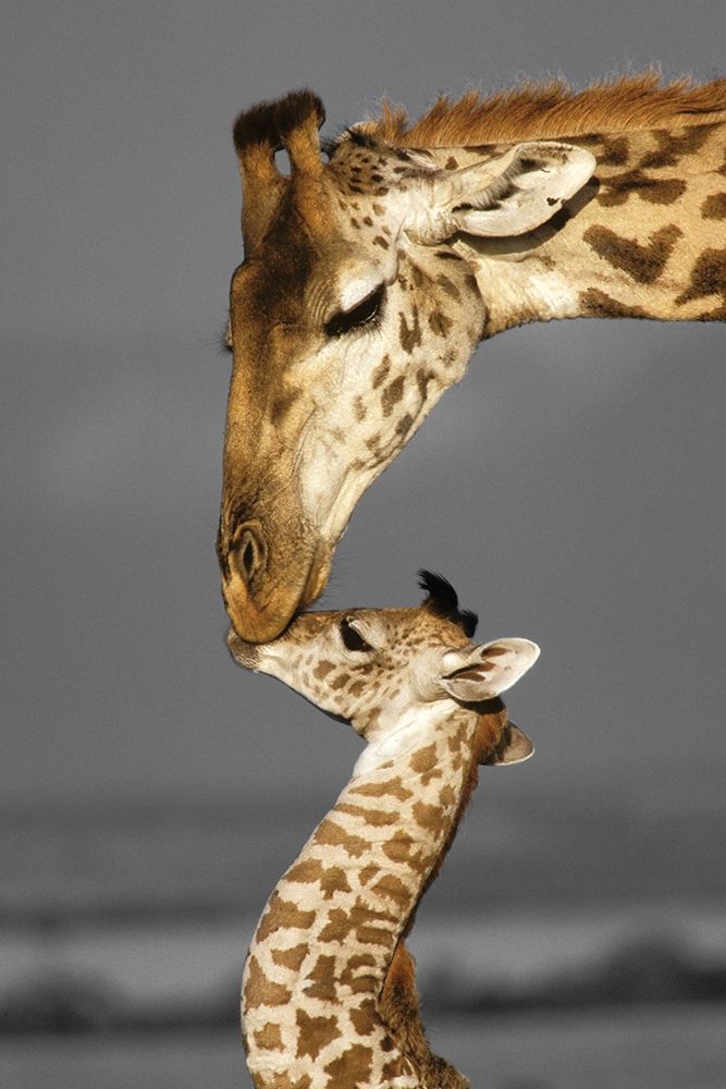 Masai Mara Giraffe art print by Danita Delimont for $57.95 CAD