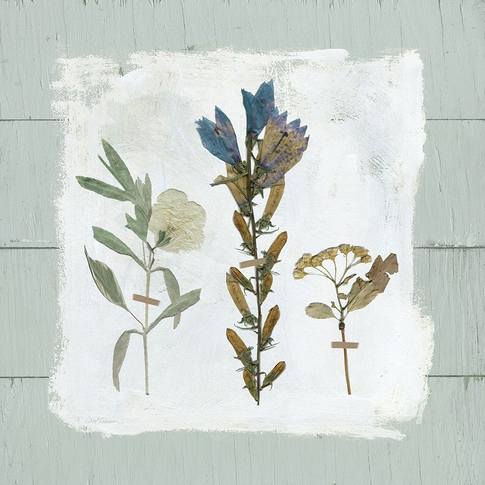 Pressed Flowers on art print by Carol Robinson for $57.95 CAD