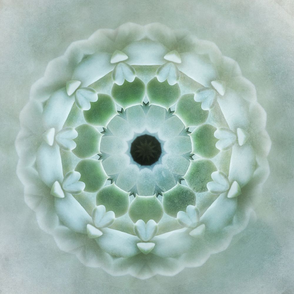 Kaleidoscope Succulent II art print by Irene Weisz for $57.95 CAD