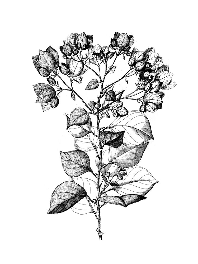 Botanical Black and art print by Kelly Donovan for $57.95 CAD