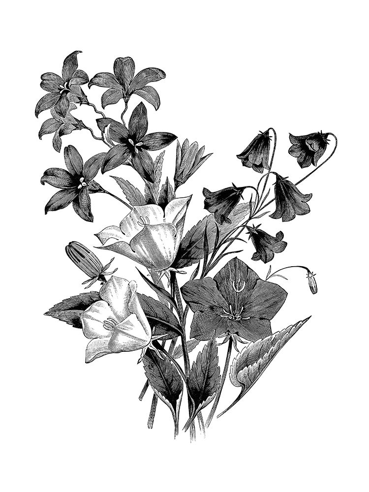 Botanical Black and art print by Kelly Donovan for $57.95 CAD
