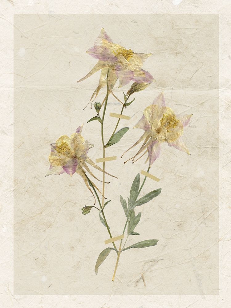 Pressed Columbine art print by Carol Robinson for $57.95 CAD