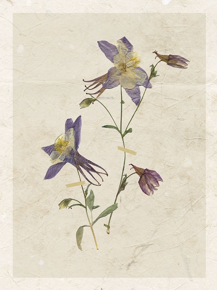 Pressed Columbine art print by Carol Robinson for $57.95 CAD