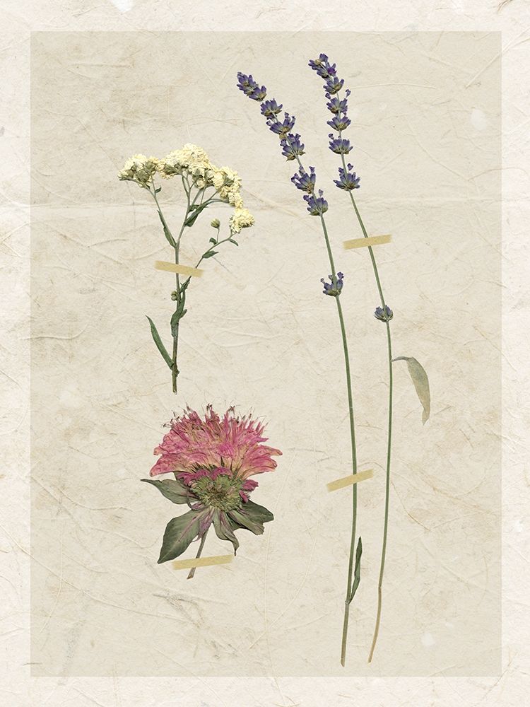 Pressed Lavender I art print by Carol Robinson for $57.95 CAD