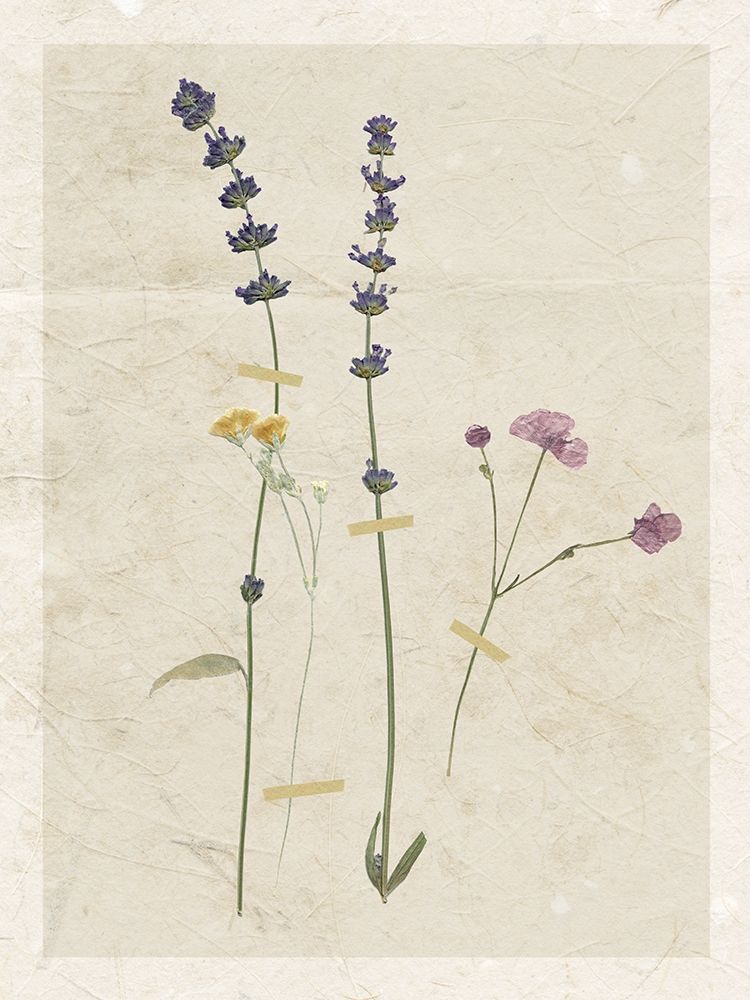 Pressed Lavender art print by Carol Robinson for $57.95 CAD