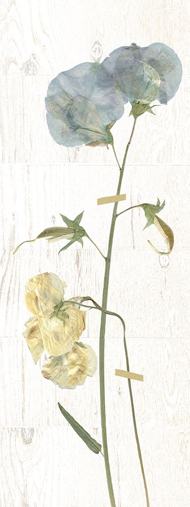 Pressed Sweetpea I art print by Carol Robinson for $57.95 CAD