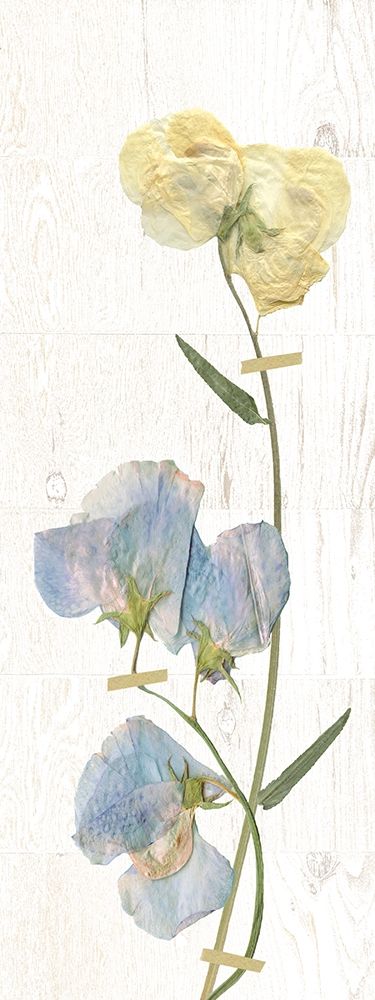 Pressed Sweetpea art print by Carol Robinson for $57.95 CAD