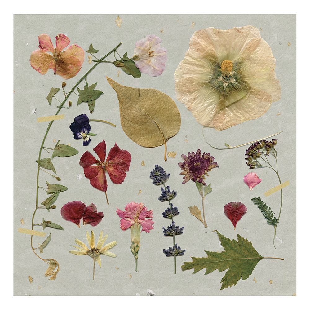 Pressed Assortment art print by Carol Robinson for $57.95 CAD