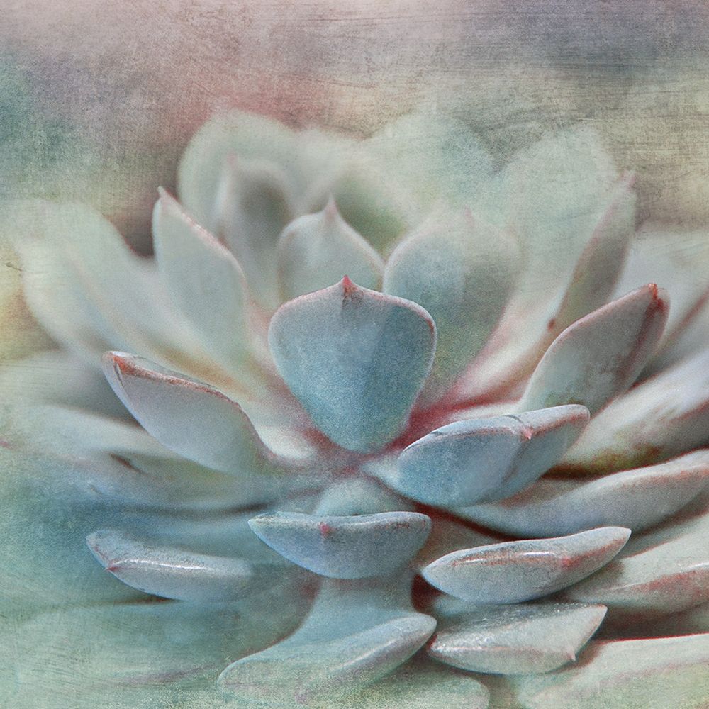 Pastel Succulent I art print by Irene Weisz for $57.95 CAD
