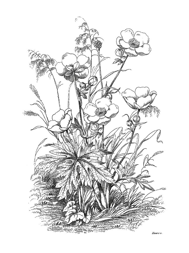 Botanical Black and art print by Kelly Donovan for $57.95 CAD