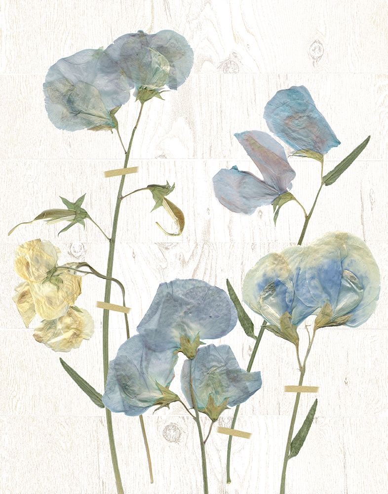 Blue Sweet Peas I art print by Carol Robinson for $57.95 CAD