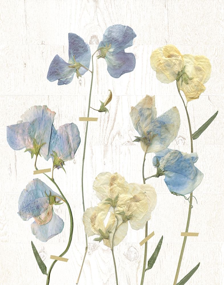 Blue Sweet Peas II art print by Carol Robinson for $57.95 CAD