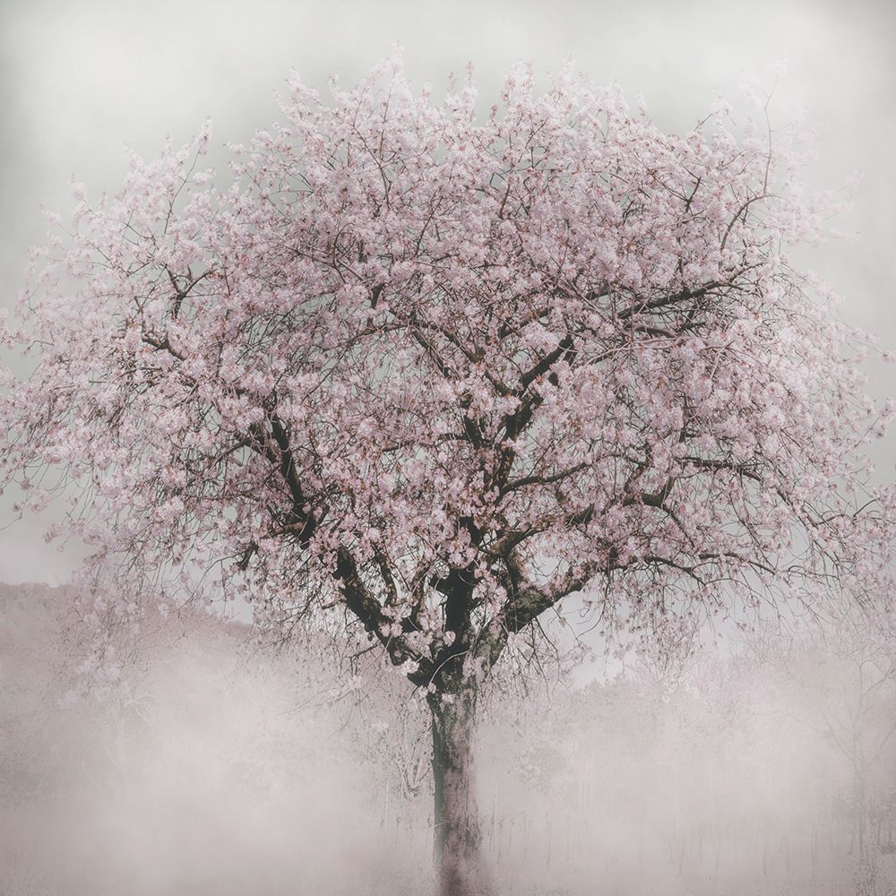 Blossoms of Spring IV art print by Irene Weisz for $57.95 CAD