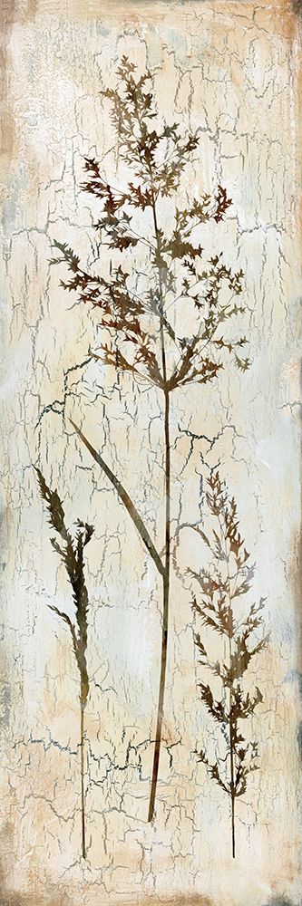 Delicate Nature III art print by Carol Robinson for $57.95 CAD