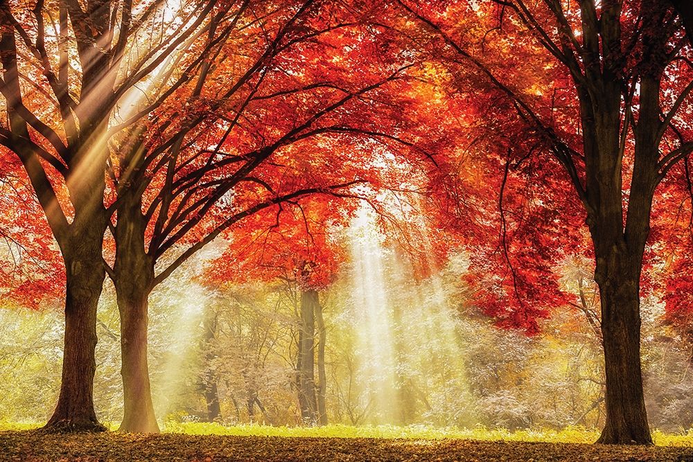 Everland art print by Lars Van de Goor for $57.95 CAD