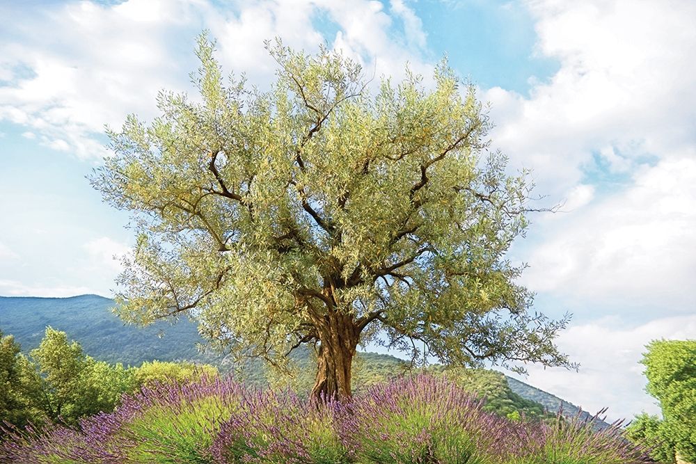 Olive Tree art print by Lars Van de Goor for $57.95 CAD