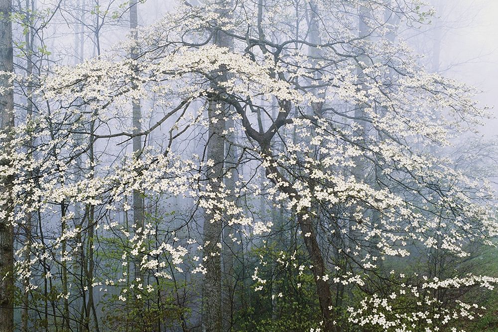 A. Jones _ Dogwood Canopy art print by Danita Delimont for $57.95 CAD