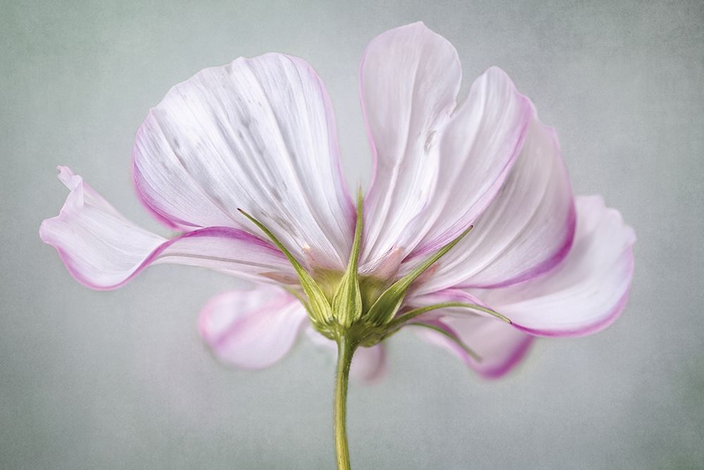 Textured Floral art print by Mandy Disher for $57.95 CAD