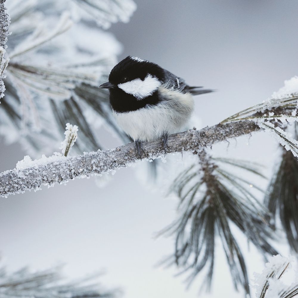 Frosty Perch art print by Danita Delimont for $57.95 CAD