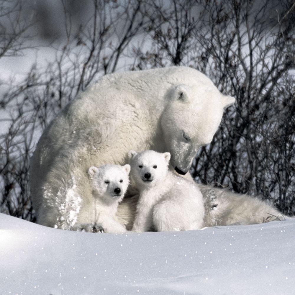 Winter Snuggle art print by Danita Delimont for $57.95 CAD