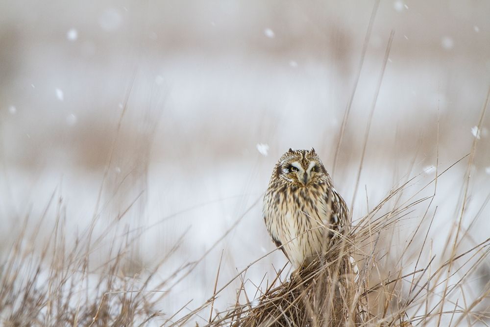 Prairie Winter art print by Danita Delimont for $57.95 CAD