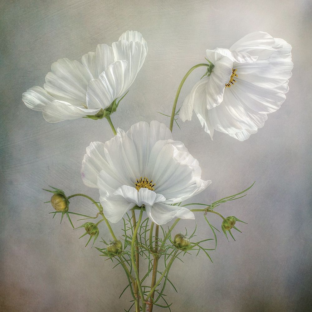 Still Life II art print by Mandy Disher for $57.95 CAD