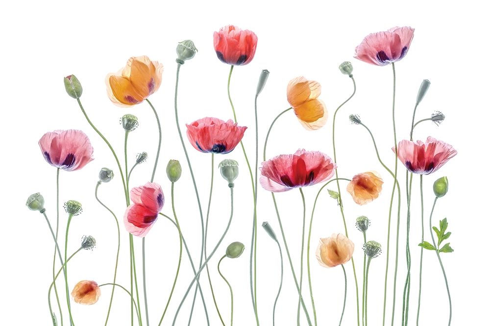 High Key Poppy art print by Mandy Disher for $57.95 CAD